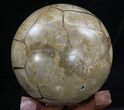Polished Septarian Puzzle Piece Geode #33730-5
